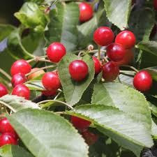 Mx switches provide levels of performance, durability and comfort, delivering the ultimate gaming. Wild Cherry Hedging Shrubs Prunus Avium