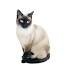 Himalayan Cat Breed Information, Pictures, Characteristics ...