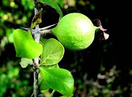 Image result for Catunaregam stenocarpa