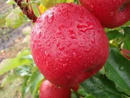 What type of trees or fruit trees grow in north louisiana. Fruit Trees Louisiana Nursery