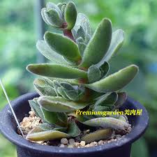 Image result for Crassula globularioides