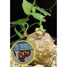 Image result for Momordica boivinii