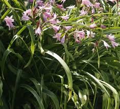 Tres Belle Bulbeuse Vivace A Floraison Intense Rose Grosses Fleurs Comme Des Amaryllisfamille Amaryllidaceesorigine Asiesy En 2020 Grosse Fleur Fleur Rose Vivaces