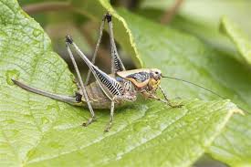 In fact, they have been known to eat through entire exteriors of homes. What Do Crickets Eat The Answer Will Surprise You For Sure Animal Sake