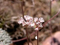 Image result for Eriosema montanum