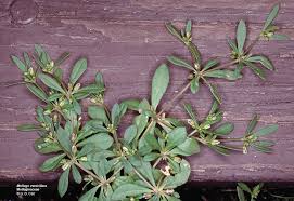 Image result for Molluginaceae