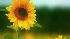 Marigold (tagetes) marigold adalah bunga cantik yang cepat mekar dan mekarnya pun sepanjang tahun. 6 Cara Menanam Bunga Matahari Hidroponik Paling Mudah Ilmubudidaya Com