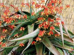 Check spelling or type a new query. Aloe Succulents Diy