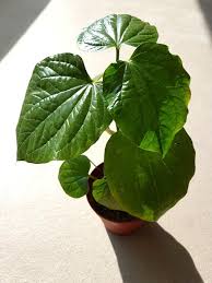 A researcher from the national university of malaysia (ukm) dr elvy suhana mohd ramli and others found that daun kadok or piper sarmentosum has the therapeutic agent to prevent bone. Delicious Daun Kaduk Mylittlegardenshop Furniture Home Living Gardening Plants Seeds On Carousell