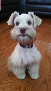 Awesome Schnauzers Info Is Available On Our Web Pages Read More And You Will In 2020 Schnauzer Puppy Schnauzer Miniature Schnauzer