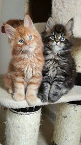 Oh My Goodness They Have Sweet Faces Kittens Cutest Cute Cats Kitten For Sale