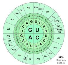 Genetic Code Bioninja