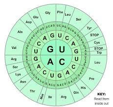 Genetic Code Bioninja