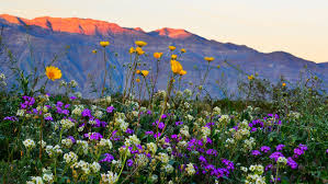 Visitors eager for tips and desert. Image Result For California Super Bloom 2019 California Wildflowers Wild Flowers California Desert