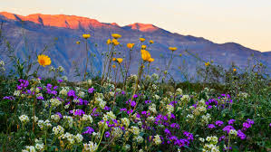 Spring flowers california desert / southern ca desert wildflowers 2019 | california. Image Result For California Super Bloom 2019 California Wildflowers Wild Flowers California Desert