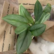 Satin pothos, silver philodendron, silver vine, silk pothos, pothos silver splash. For People Who Want To Know More About Scindapsus A Natural Curiosity