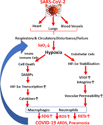 Hypoxia Hif 1a And Covid 19 From Pathogenic Factors To Potential Therapeutic Targets Acta Pharmacologica Sinica