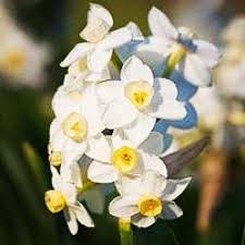 The Narcissus Commonly Known As A Daffodil Is A Spring Flowering Poisonous Plant Native To Europe Africa And Asia Poisonous Plants Mushroom Plant Poison Garden