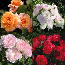 Maybe you would like to learn more about one of these? Rosa Polyantha Roses Boething Treeland Farms