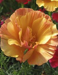 Find the perfect anemoon bloem stock photos and editorial news pictures from getty images. Eschscholzia Californica Apricot Chiffon California Poppy Klaprozen Papaver Tuinieren