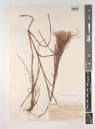 Image result for Andropogon amethystinus