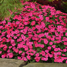 Image result for Impatiens wallerana