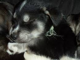 Maybe you would like to learn more about one of these? Golden Retriever Siberian Husky Puppies For Sale In Center Tuftonboro New Hampshire Animals Nstuff