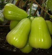 Kali ini kami mengupload jambu air madu deli yang buah nya berukuran jumbo cuma di tanam agar jambu madu rajin berbuah dan lebat harus di lakukan beberapa hal antara lain yaitu dengan cara. Bibit Buah Jambu Air Unggul Untuk Tabulampot Samudrabibit Com
