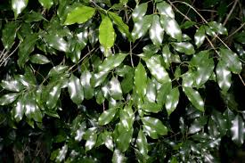 Image result for Pleiocarpa