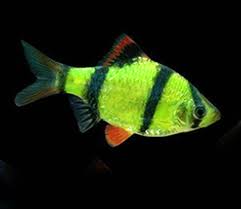 These fish were originally created over 600 years ago through selective breeding. Glofish Care Guide For Aquarists