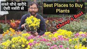 Here is the list of flowering plant this channel include environment experts, gardening expert, gardening event in india, cheapest place to buy indoor & outdoor plants, fertilizer/manure. à¤¸à¤¬à¤¸ à¤¸à¤¸ à¤¤ à¤ª à¤¡ à¤ª à¤§ à¤–à¤° à¤¦ Best Places To Buy Plants Cheapest Plant In Delhi Ncr Youtube