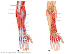 Muscles of arm diagram, download this wallpaper for free in hd resolution. Download Pitman Arm Diagram Full Hd Dghybxgcl Msc Lausitzring De