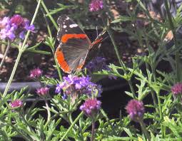 Image result for Nemesia lilacina