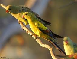 Birds That Sing In The Morning Australia Regent Parrots Endangered Lives South And Western Australia By Peter Strauss At Adelaidebirding Com From Australian Pa Australian Parrots Pet Birds Birds