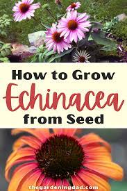 Pin On Thegardeningdad Com Blog