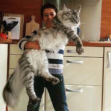 Male maine coon i had a male maine coon. 50 Maine Coon Cats That Will Make Your Cat Look Tiny Bored Panda