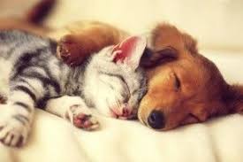 Download Free Cat And Dog Wallpaper 2560x1440 Hd 1080p Cute Cats And Dogs Cute Baby Animals Animals Friendship
