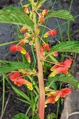 Image result for Impatiens gomphophylla
