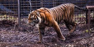 Mereka harus menundukkan 3 macan penjaga dona yaitu togap, neneng dan ezra. Teror Serangan Harimau Di Bahorok Sumut Berlanjut 2 Lembu Ditemukan Mati Merdeka Com
