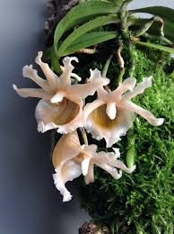 Image result for Aerangis kotschyana