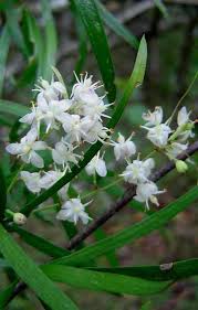 Image result for Asparagus falcatus