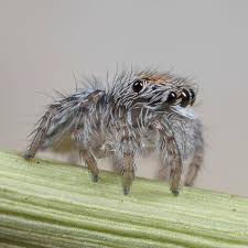 One, nicknamed sparklemuffin bears colorful red and blue markings and appears similar to three previously. 5 Flashy Facts About Peacock Spiders Mental Floss