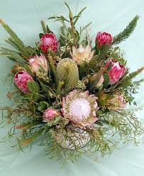 Protea Flower Life Cycle Best Flower Wallpaper