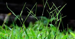 Image result for Axonopus compressus