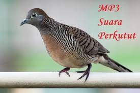 Nama burung lomba yang membawa hoki. Download Suara Burung Perkutut Super Gacor Mp3 5 Menit Sampai 1 Jam Si Binatang
