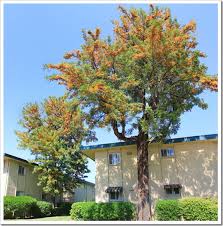 Image result for Grevillea robusta