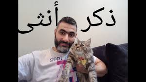كيف نفرق بين الذكر والأنثى في القطط الصغيرة والمولودة حديثا Youtube