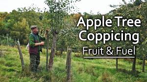 For those that aren't familiar with the term, to pollard a tree means to prune it back to a certain. Permaculture Magazine Growing Apple Trees For Fruit Firewood Chris Evans From Applewood Permaculture Centre Shows Us His Fascinating Experiment Where He S Managing Apple Trees Not Just For Fruit But Also