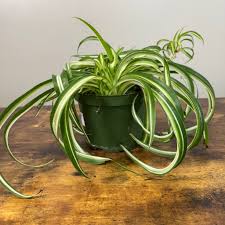 Image result for Chlorophytum galpinii
