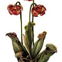 Image result for Rytigynia macrura